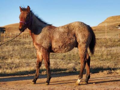 Whiskey Up Quartz JW <BR> AQHA 6253617